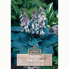 Hosta ‘Halcyon’ with Lilac Flowers (1 Bulb) image 0