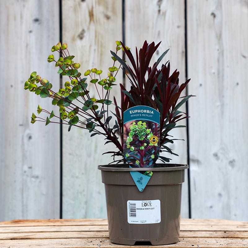 Euphorbia x martini ‘Miner's Merlot’ (2-Litre Pot) image 0