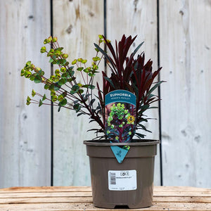 Euphorbia x martini ‘Miner's Merlot’ (2-Litre Pot) image 0