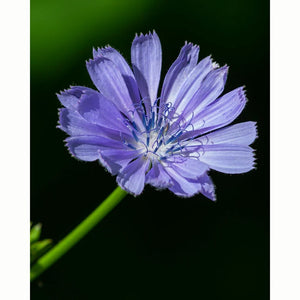 Chicory Wild Flower Seeds (1 Packet) image 0