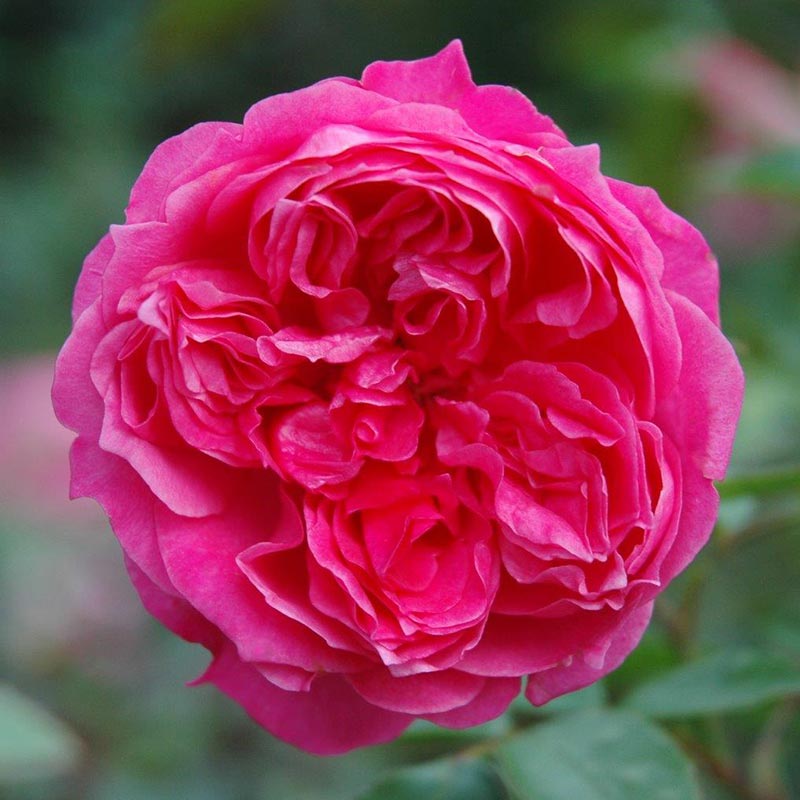 Peter Beales ‘Ivor’s Rose’ Shrub Rose (4-Litre Pot) image 0