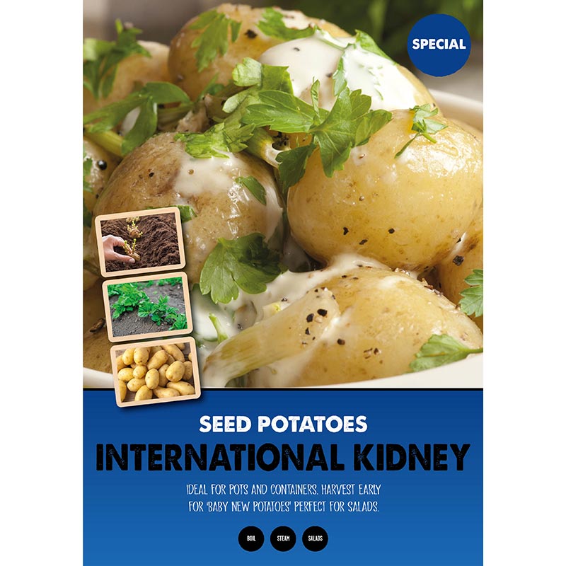 International Kidney Main Crop Seed Potatoes image 0