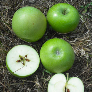 Malus ‘Princess Tracey’ Dwarf Apple Tree (5.5-Litre Pot) image 2