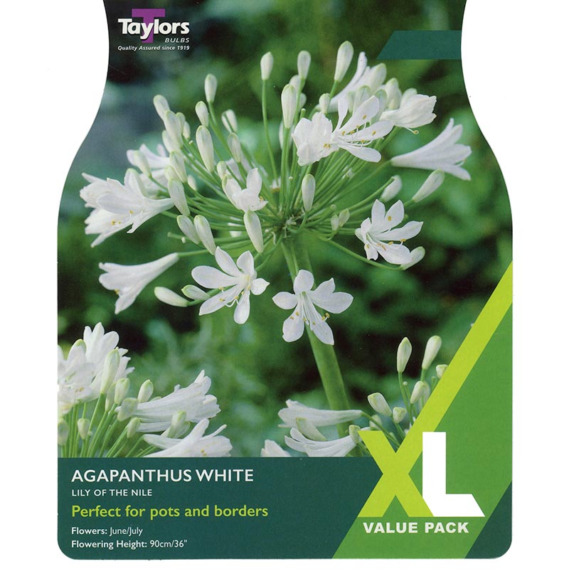 Agapanthus White Lily of the Nile (3 bulbs) image 0