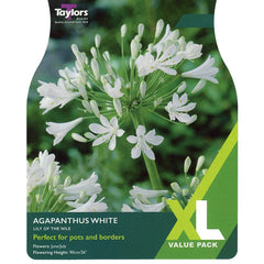 Agapanthus White Lily of the Nile (3 bulbs) image 0