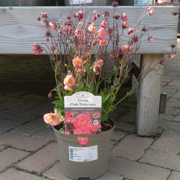 Geum ‘Pink Petticoats’ (2-Litre Pot) image 0