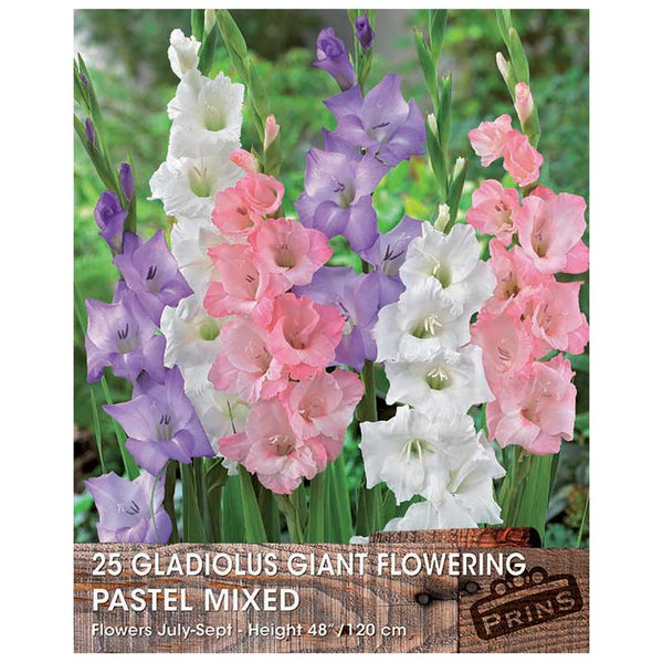 Gladiolus Giant Flowering 'Pastel Mixed' - 25 bulbs image 0