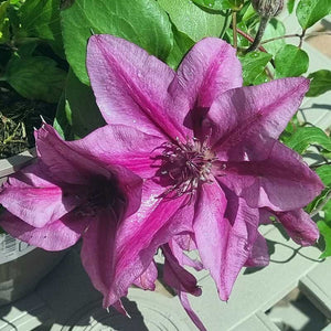 Clematis ‘Darcy’ (2-Litre Pot)         image 0