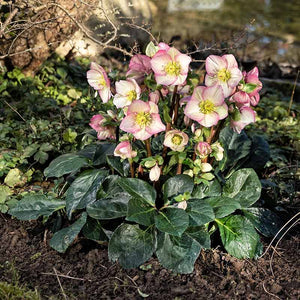 Helleborus ‘HGC Ice N’ Roses Rosetta’ Snow Rose (2-Litre Pot) image 0