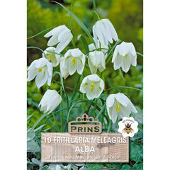 Fritillaria meleagris 'Alba' 'White Snake's Head Fritillary' (10 bulbs) image 0
