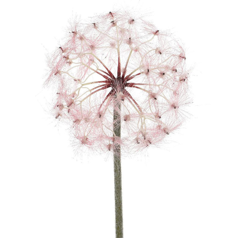 Everlands Pink Dandelion Stem (90cm) image 0