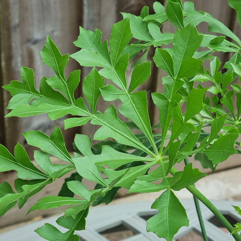 Cussonia spicata ‘Cussonic’ (2-Litre Pot) image 0