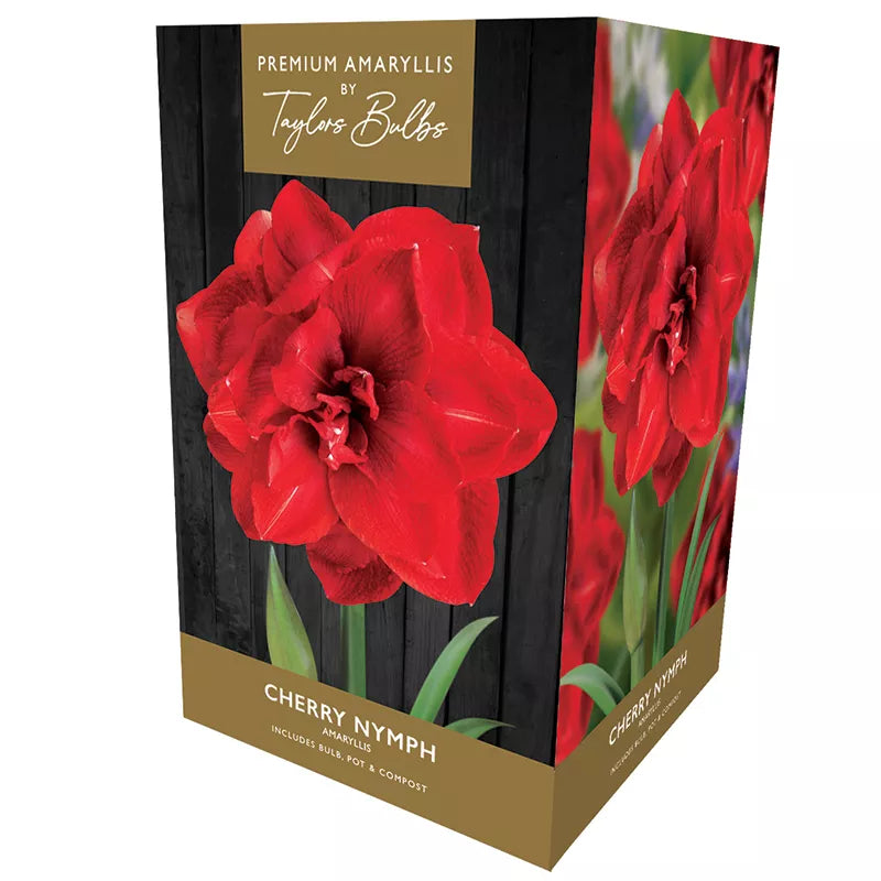 Amaryllis 'Cherry Nymph' (Premium Indoor Growing Kit Gift Pack) image 0