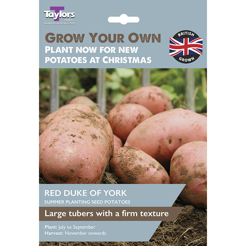 ‘Red Duke of York’ Christmas Harvest Summer Planting Seed Potatoes (Pack of 10) image 0