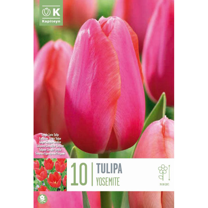 Tulip Single Late ‘Yosemite’ (10 Bulbs) image 0