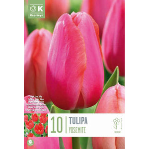 Tulip Single Late ‘Yosemite’ (10 Bulbs) image 0