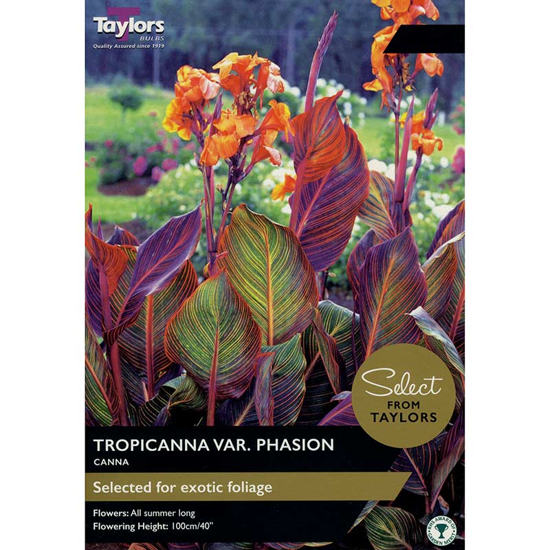 Canna Tropicanna ‘Phasion’ (1 Bulb) image 0