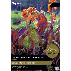 Canna Tropicanna ‘Phasion’ (1 Bulb) image 0
