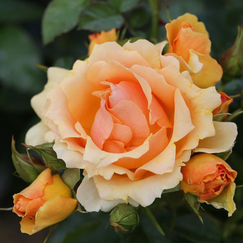 Whartons Roses ‘Queen Bee’ Shrub Rose (3-Litre Pot) image 0