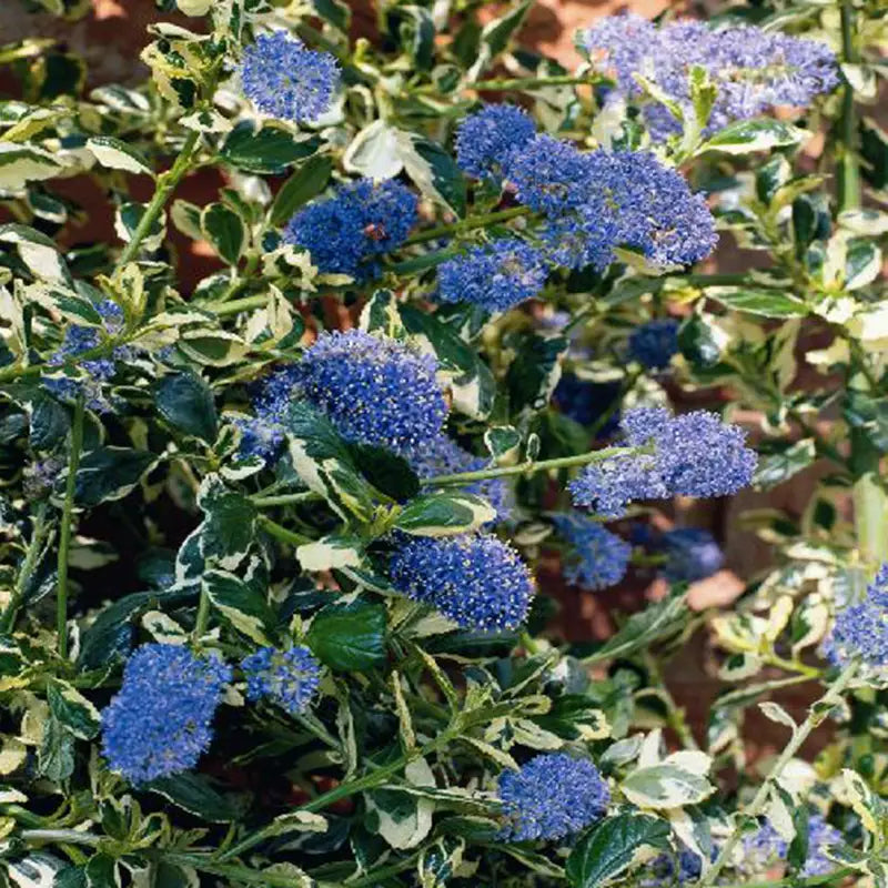 Ceanothus 'Silver Surprise' image 0