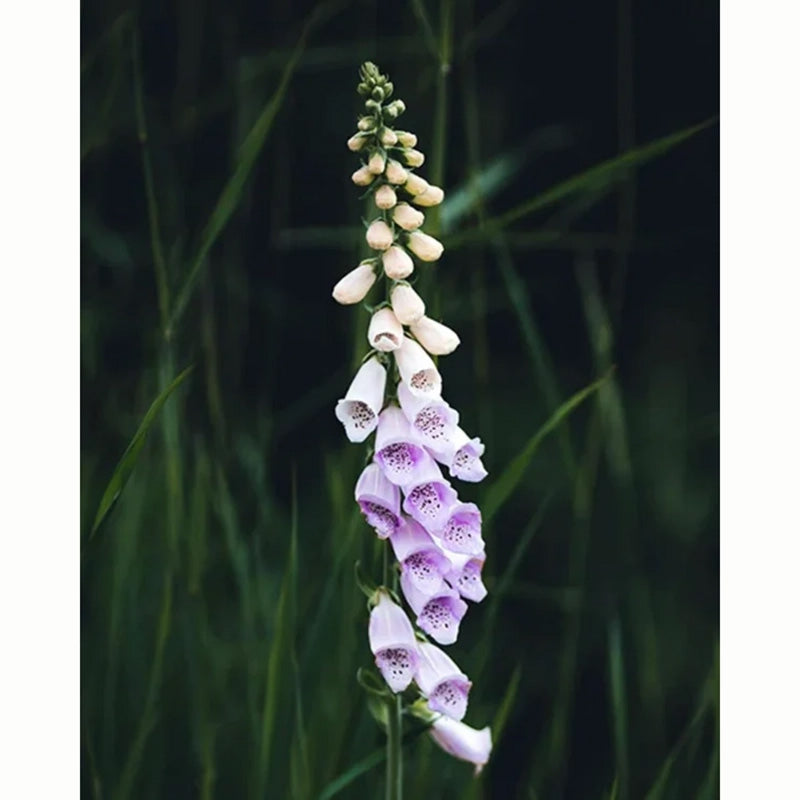Foxglove Native Wild Flower Seeds (1 Packet) image 0