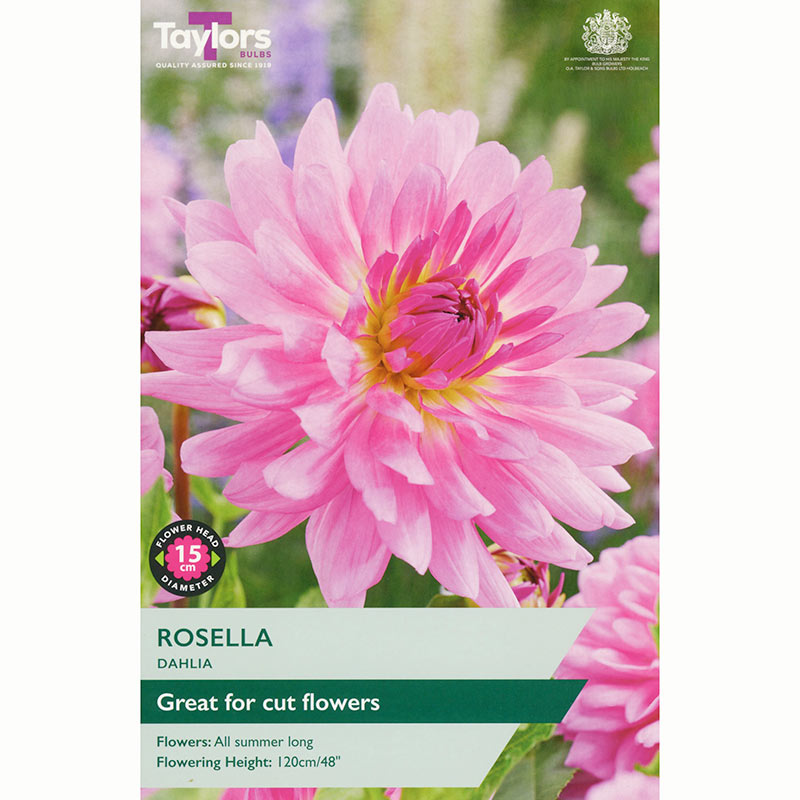 Dahlia 'Rosella' (1 Tuber) image 0