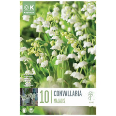 Convallaria majalis 'Lily of the Valley' (10 bulbs) image 0