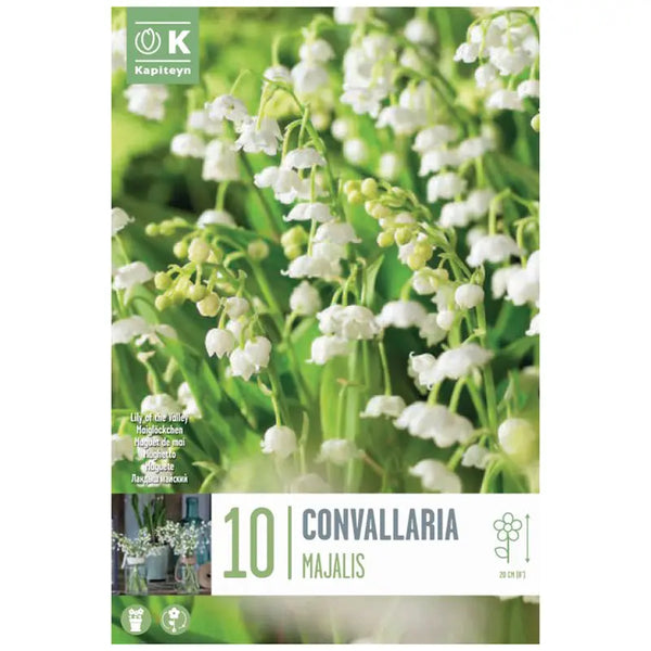 Convallaria majalis 'Lily of the Valley' (10 bulbs) image 0