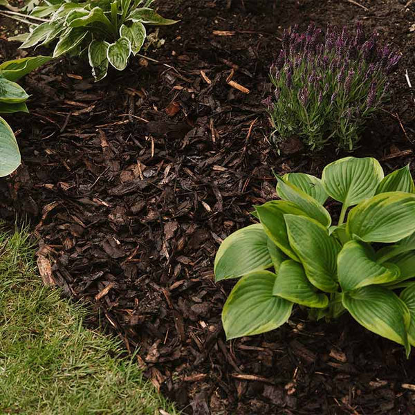 Westland Landscape Bark (100 litres) image 2