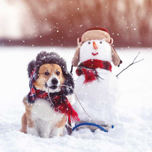 Ling Design Charity Christmas Cards - Snowfun (Pack of 6) image 0