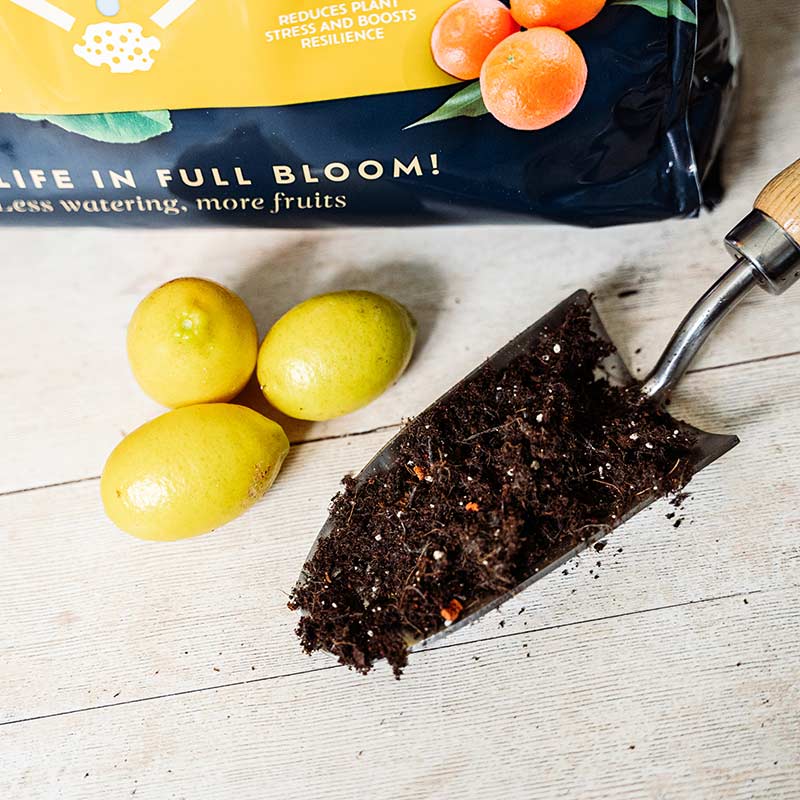 Westland Peat Free Citrus Potting Mix Compost  - 10 Litres image 0
