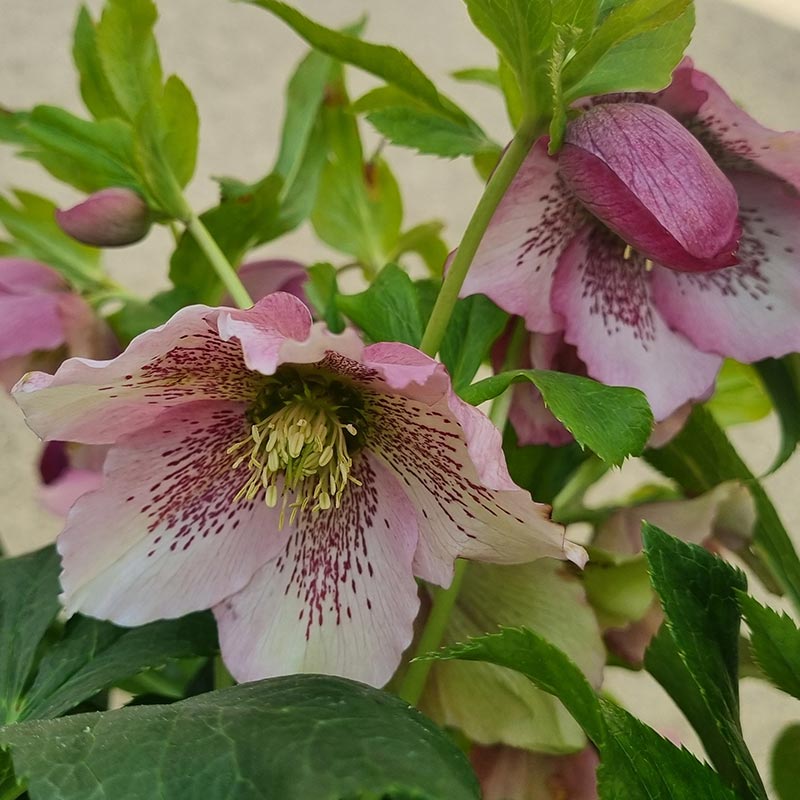 Hellebore ViV® Celestina (4-Litre Pot) image 0
