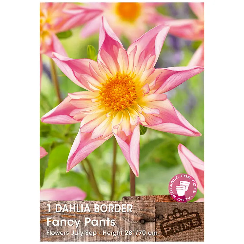 Dahlia Border 'Fancy Pants' (1 tuber) image 0