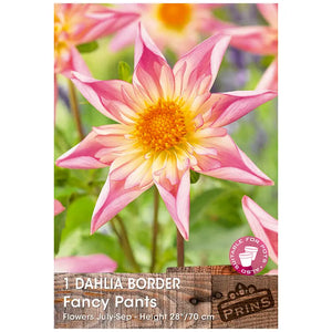 Dahlia Border 'Fancy Pants' (1 tuber) image 0