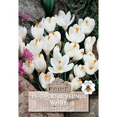 Crocus vernus 'White' (15 bulbs) image 0