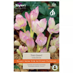 Colchicum 'The Giant' (1 bulb) image 0