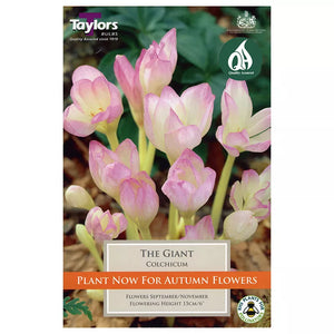 Colchicum 'The Giant' (1 bulb) image 0