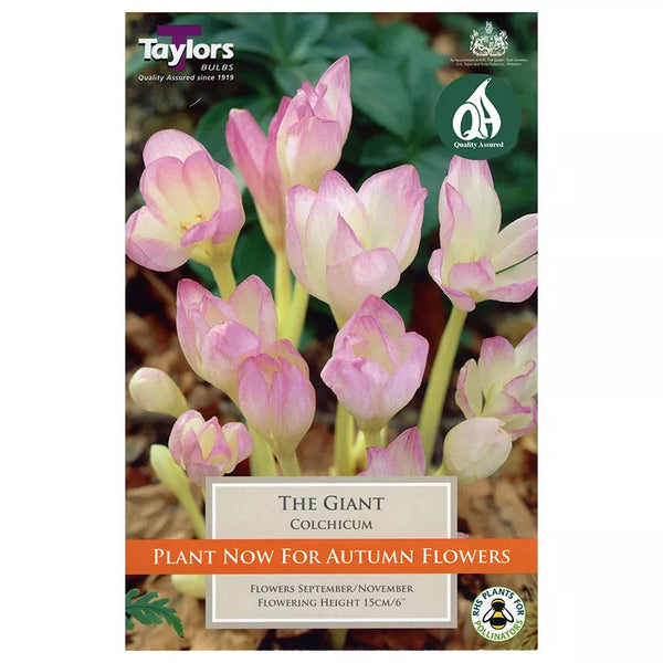 Colchicum 'The Giant' (1 bulb) image 0