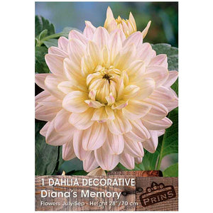 Dahlia Decorative 'Diana's Memory' (1 tuber) image 0