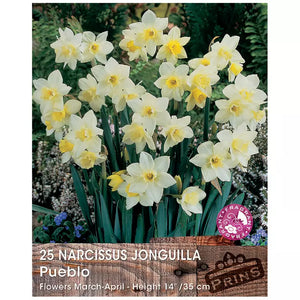 Narcissus 'Pueblo' (25 bulbs) image 0