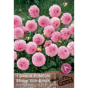 Dahlia Pompon 'Stolze Von Berlin' (1 tuber) image 0
