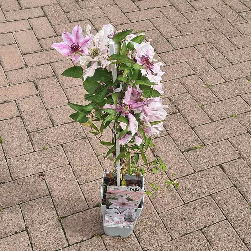 Clematis ‘Ithemba’ (2-Litre Pot) image 0