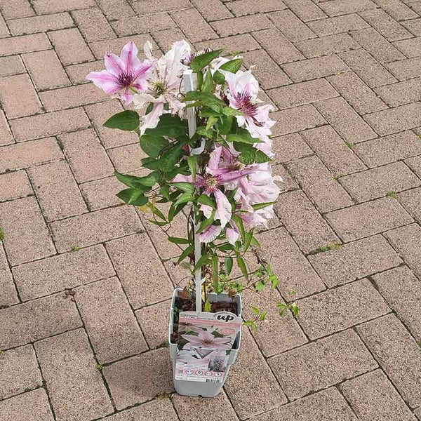 Clematis ‘Ithemba’ (2-Litre Pot) image 1