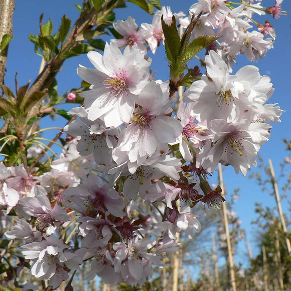 Prunus × subhirtella 'Autumnalis Rosea' Tree (Winter Flowering Cherry) (12-Litre Pot) image 0