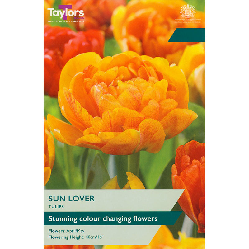 Tulip ‘Sun Lover’ (7 Bulbs) image 0