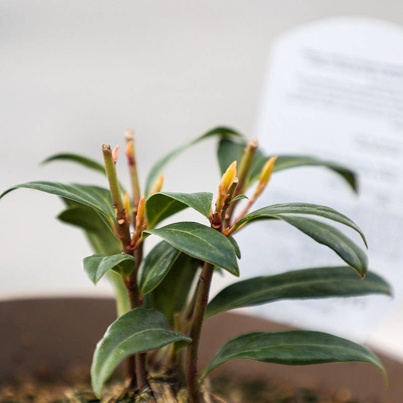 Sarcococca hookeriana ‘Winter Gem’ (3-Litre Pot) image 0