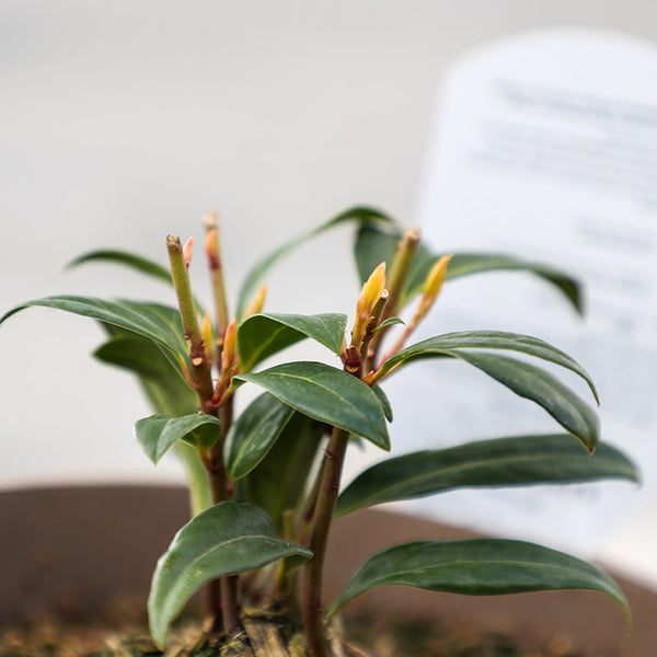 Sarcococca hookeriana ‘Winter Gem’ (3-Litre Pot) image 1