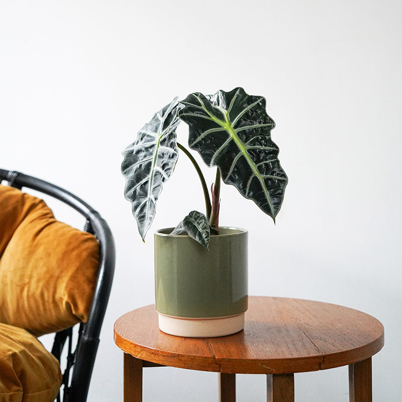 Ivyline Enos Indoor Plant Pot Range image 0