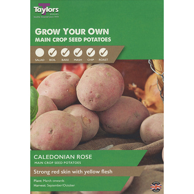 Caledonian Rose Main Crop Seed Potatoes (Pack of 10) image 0