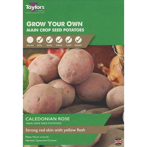 Caledonian Rose Main Crop Seed Potatoes (Pack of 10) image 0